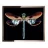 Libellula mini