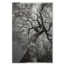 Arbor