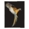 Parrot Ara