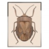 Beetle C