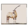 Antilope