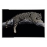 Leopardo Oro
