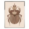 Beetle B