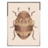 Beetle D
