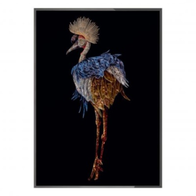 Gru coronata