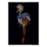Gru coronata