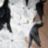 Acanthus