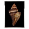 Pugilina