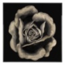Rosa Fossile