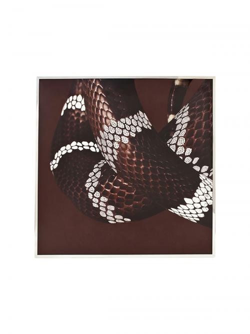 Serpenti