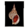 Tritonis