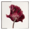 Opium