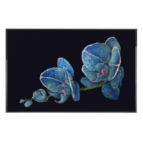 Orchidea Blu