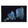 Orchidea Blu