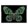 Green Butterfly