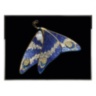 Lady Butterfly