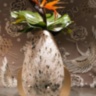 Fauna Scarabeo