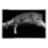 Leopardo