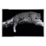 Leopardo