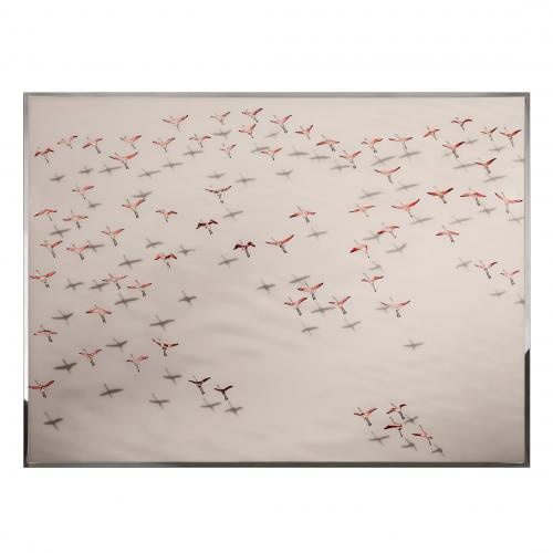 Flamingos