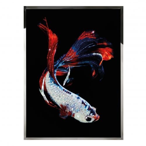 Betta Splendes