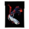 Betta Splendes