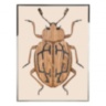 Beetle E