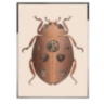 Beetle F
