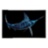 Blu Marlin