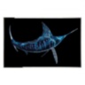 Blu Marlin