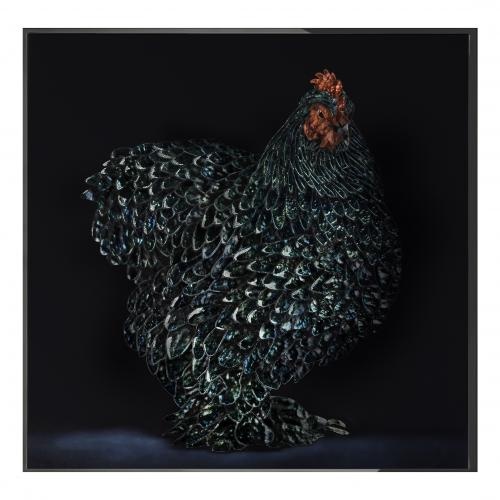 Gallo cedrone