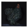 Gallo cedrone
