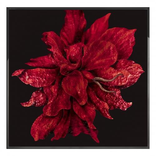 Red Flower