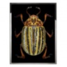 Coleottero Giallo