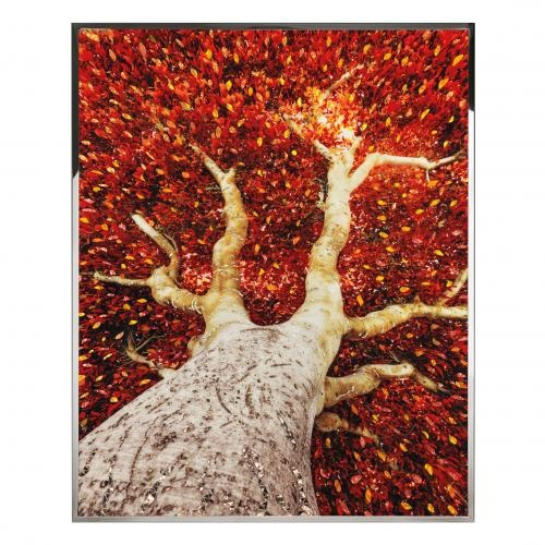 Albero