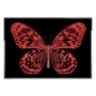 Red Butterfly